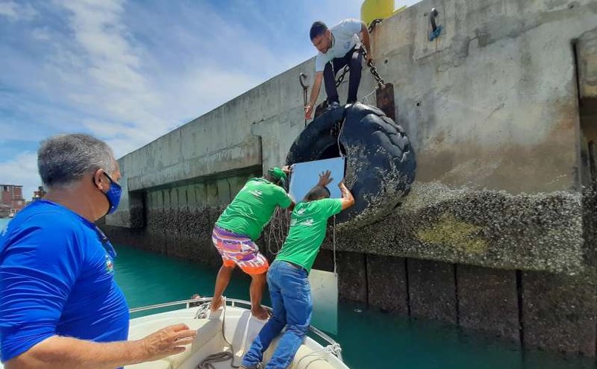 Placas de metal são instaladas no Porto de Maceió para monitorar espécie invasora