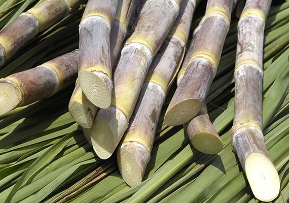 Clone da cana produzida em Alagoas ocupa 70% da área canavieira do Brasil