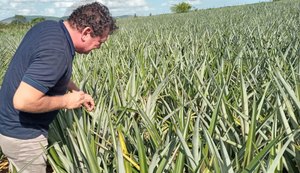 Arapiraca aumenta em 100% as áreas do cultivo de abacaxi