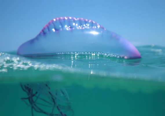 Mulher sofre queimaduras após ataque de caravelas na Praia do Francês