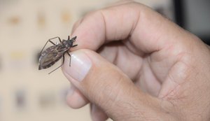Sesau orienta como se prevenir, diagnosticar e tratar a doença de Chagas