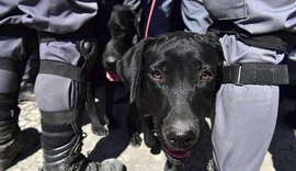 Filhote de nove meses ajuda cães em buscas de prédio que desabou