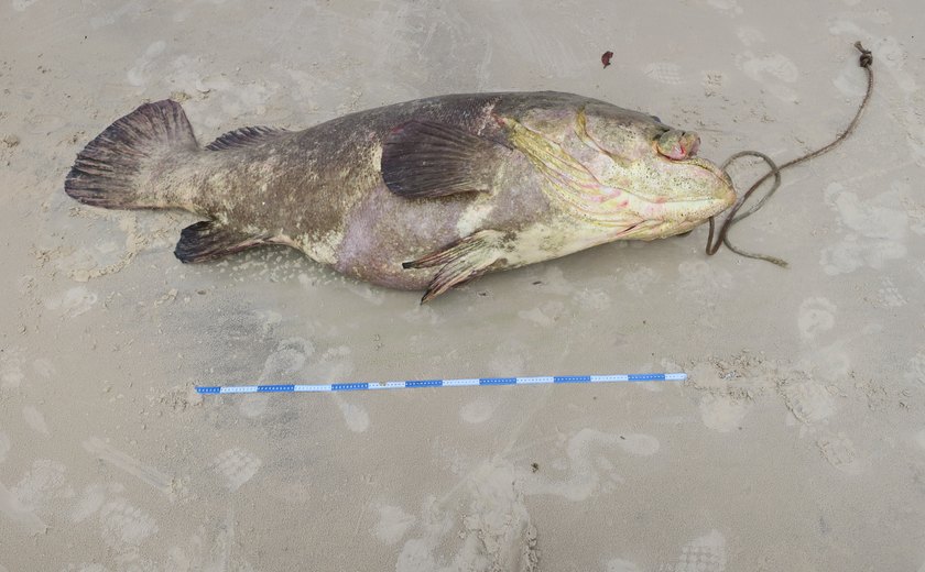 Peixe ameaçado de extinção é resgatado por equipes do ICMbio, Biota e Projetos Meros do Brasil