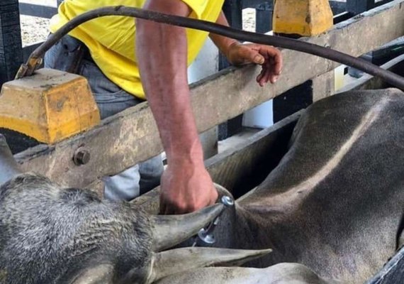 Sinfeagro reforça importância da vacinação contra Febre Aftosa