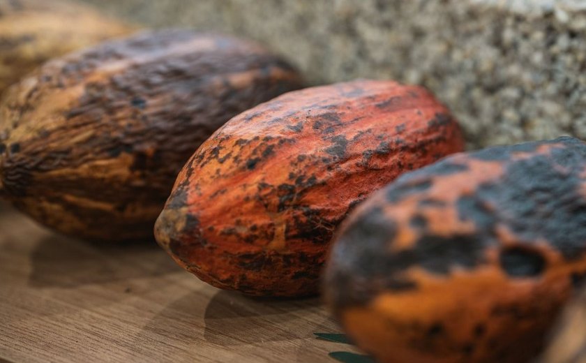 Matriz de Camaragibe inaugura primeira fábrica de chocolate 100% alagoano e fortalece turismo de experiência