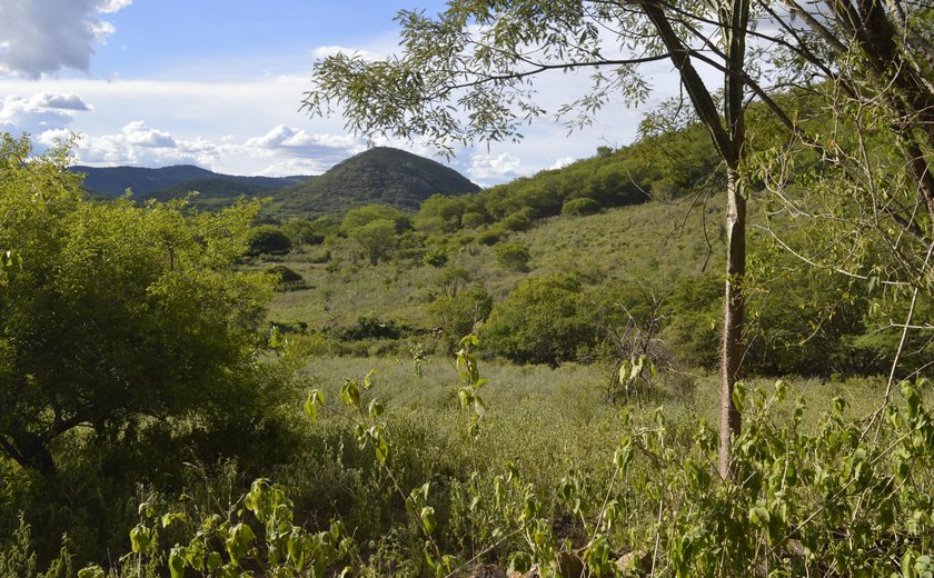 Caatinga perde 11% de vegetação nativa em 35 anos