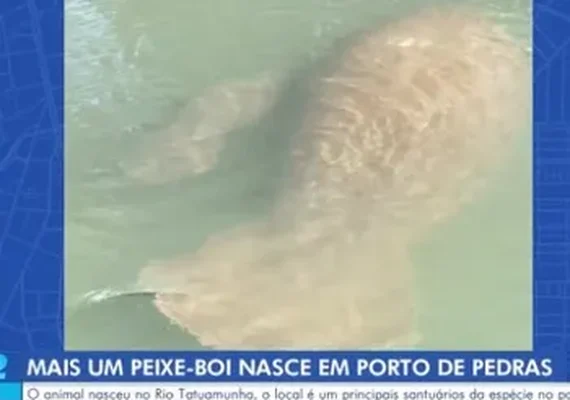 Filhote de peixe-boi nasce no rio Tatuamunha, em Porto de Pedras