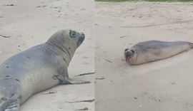 Elefante-marinho surpreende banhistas e é flagrado em praia de Alagoas em registro raro