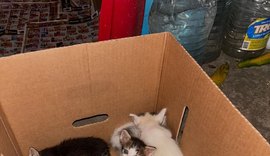 Filhotes de gatos abandonados e em situação de vulnerabilidade são resgatados