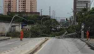 Árvore centenária de grande porte desaba interditando trânsito na Gustavo Paiva