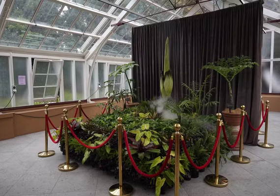 Flor-cadáver: milhares se reúnem para ver planta com cheiro de carne podre florescer na Austrália