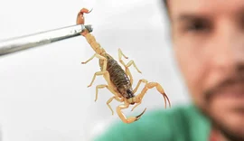 Crianças são mais vulneráveis a envenenamento por picada de escorpião