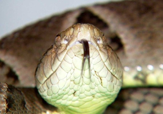 OMS alerta para escassez mundial de antídotos contra venenos de cobras