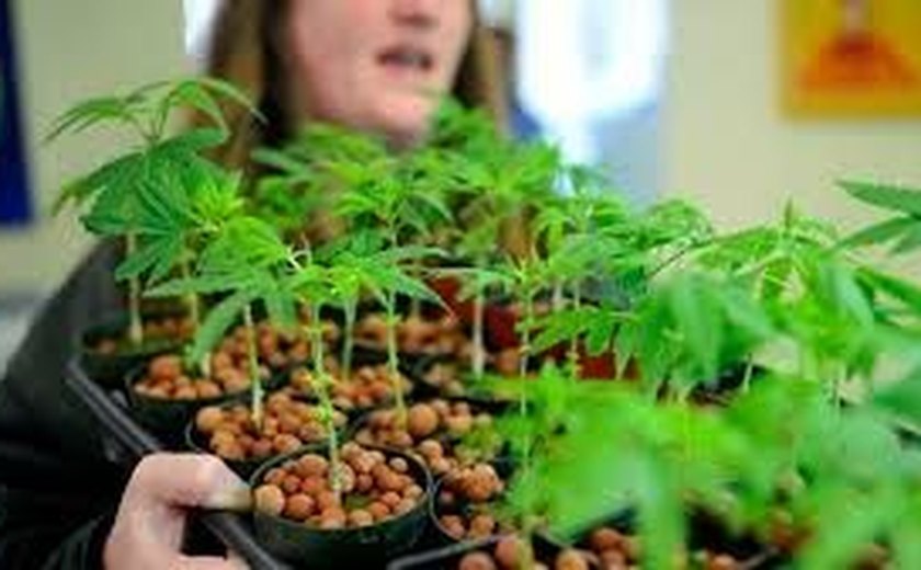 Uruguai inicia amanhã registro em farmácias para compradores de maconha