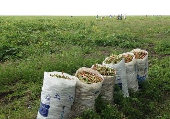 Vinte e um mil agricultores receberam seguro Garantia Safra em Alagoas