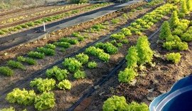 Quase 100 agricultores são atendidos pela Emater às margens do Canal do Sertão