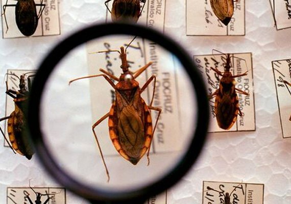 Doença de Chagas: Brasil contabiliza cerca de 4.500 mortes por ano