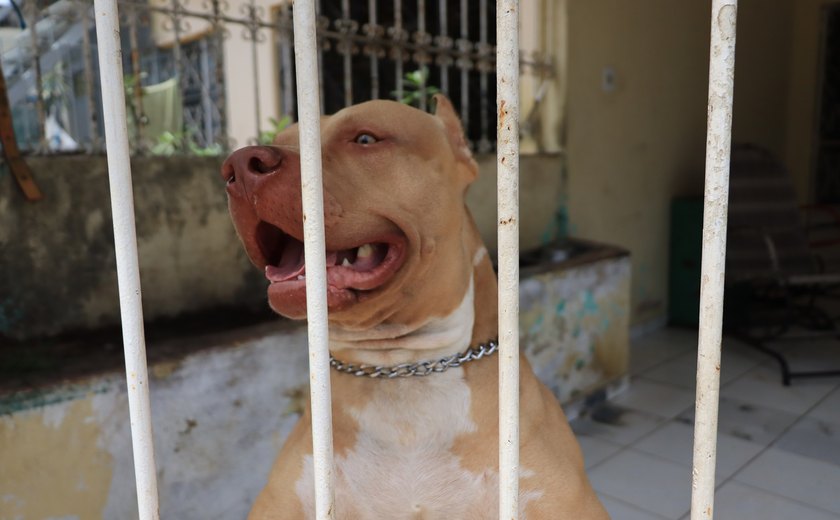 Alagoas não possui lei que proíba criação de pit bull