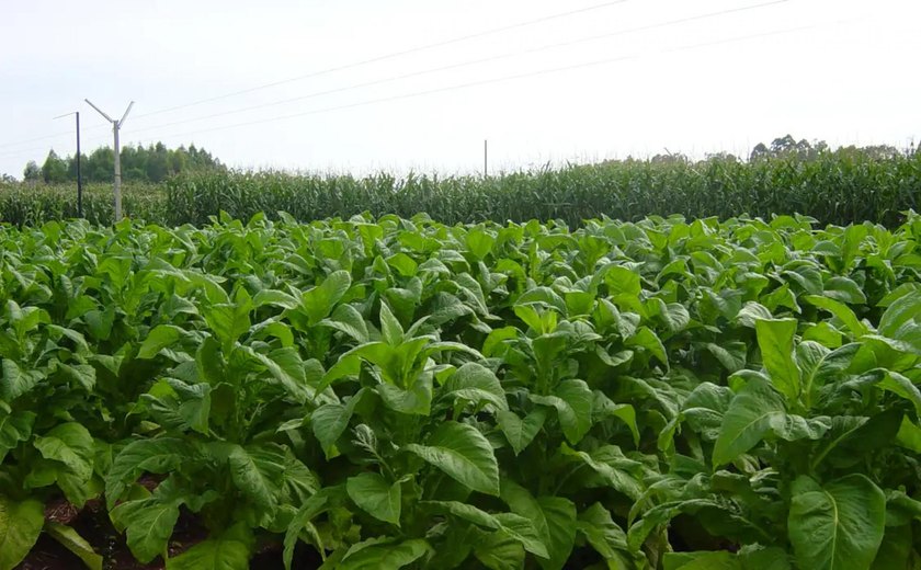 Adeal inicia trabalho de campo para manutenção de área livre do mofo azul do tabaco