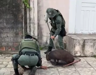 Capivara ferida é resgatada após mobilizar moradores no bairro do Pinheiro
