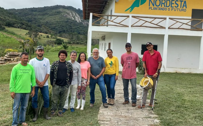 Nova própolis descoberta em Alagoas pode revolucionar tratamento anti-inflamatório