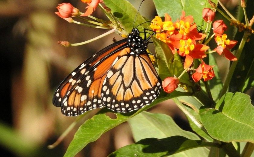 Cidades da Região Norte de Alagoas são invadidas por milhares de borboletas