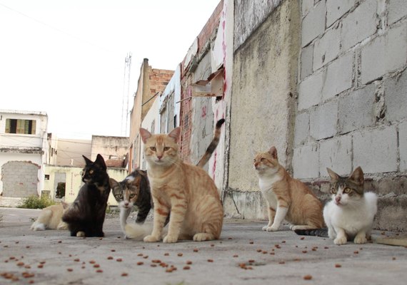 Quase 5 milhões de cães e gatos vivem em condições de vulnerabilidade no Brasil