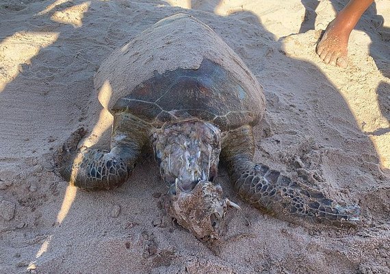 Tartaruga é encontrada em estado de decomposição na Praia de Ponta de Verde