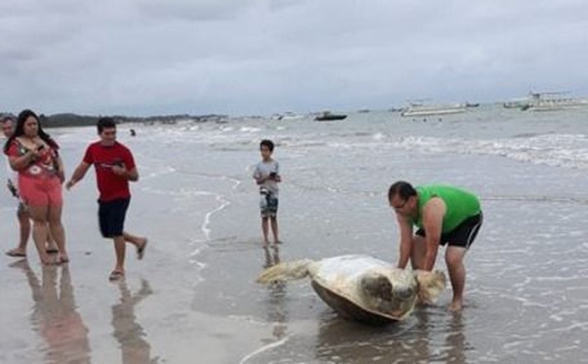 Mais uma tartaruga encontrada morta no litoral Norte