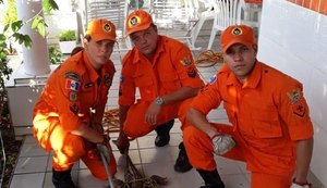 Jacaré-de-papo-amarelo é capturado dentro de condomínio em Maragogi
