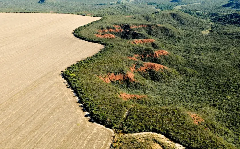 Cerrado perde em janeiro área equivalente à de Maceió