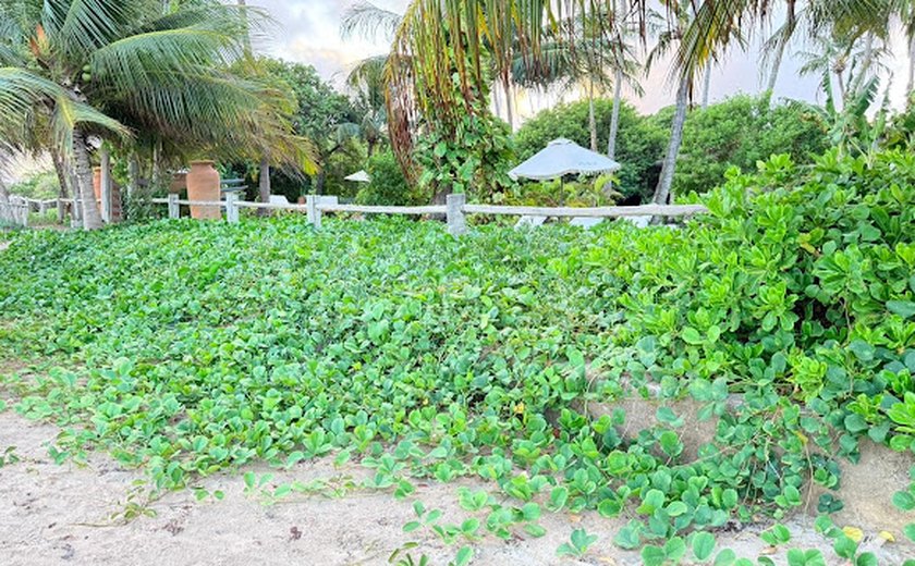 Alagoas é pioneira a nível internacional no uso de tecnologia do Sandbag