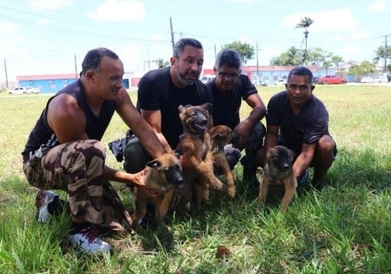 Secretaria fortalece parceria com PM para treinar cães farejadores