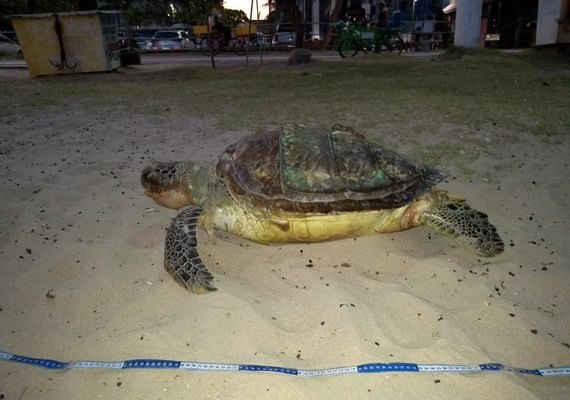 Mais uma tartaruga Marinha é encontrada morta