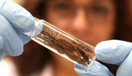 Secretaria de Saúde orienta maceioenses sobre a doença de Chagas