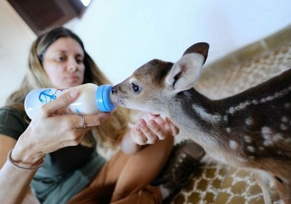 Centenas de animais silvestres são apreendidos durante FPI