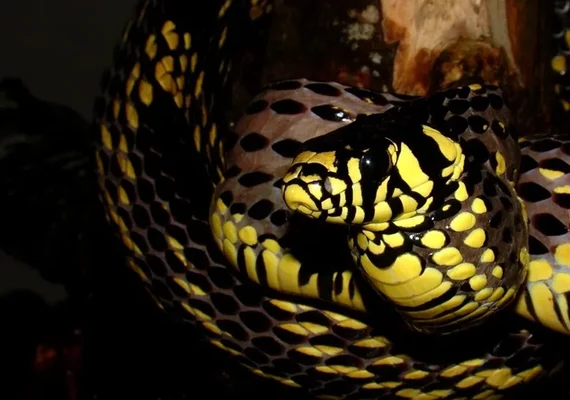Família leva susto ao encontrar cobra dentro de berço de bebê em SC