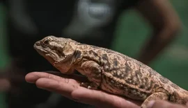 Mercado de pets exóticos cresce em Alagoas e impulsiona negócios especializados