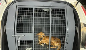 Mulher é presa suspeita de maus-tratos contra cachorro em Rio Largo