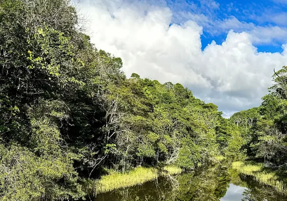 Plataforma identifica áreas prioritárias para restauração florestal