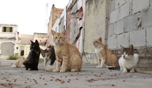 Quase 5 milhões de cães e gatos vivem em condições de vulnerabilidade no Brasil