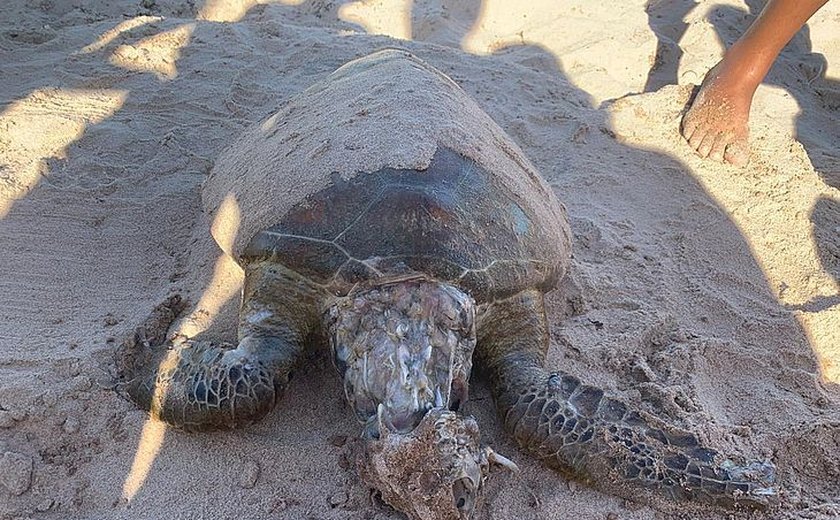 Tartaruga é encontrada em estado de decomposição na Praia de Ponta de Verde
