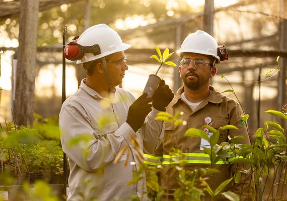 MVV mais verde: Meio Ambiente é o grande destaque do ano na mineradora alagoana