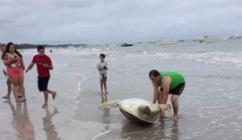 Mais uma tartaruga encontrada morta no litoral Norte