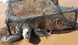 Tartaruga é encontrada morta em armadilha na praia de Jacarecica