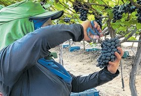 Turismo rural e familiar avança no interior de Alagoas