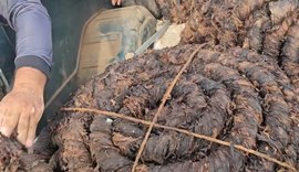 Preço do fumo tem leve alta na feira de Arapiraca