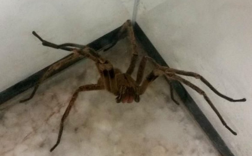Pesquisa com veneno de aranha pode encontrar solução para disfunção erétil