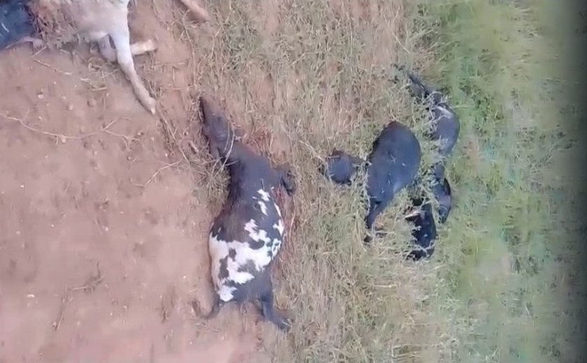Vídeo: ataque de 'animal misterioso' mata 12 ovelhas em Palmeira dos Índios