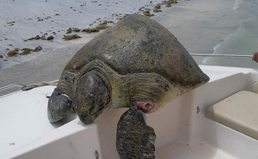 Tartaruga gigante é encontrada com vida em Maragogi